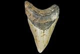 Fossil Megalodon Tooth - North Carolina #108884-1